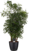Polyscias Hawaiiana Ming vertakt met Elho brussels living black ↨ 80cm - hoge kwaliteit planten