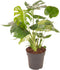 Monstera Deliciosa Struik ↨ 70cm - hoge kwaliteit planten