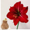 Plant in a Box - Amaryllis - Hippeastrum 'Cozy Teddy Gold' - Bloembol - Rode bloemen