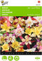 2 stuks - Buzzy - Aquilegia hybrida Mrs Scott Elliott
