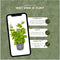 Plants by Frank | 1 strekkende meter haagbeuk | 6x Carpinus Betulus Ø12 cm - 20 cm | winterharde haagplanten | Bladverliezende haag | Tuinplanten | Planten