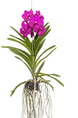 Plant in a Box - Vanda orchidee 'Tayanee Cerise' - Creme-wit - Hoogte 65cm