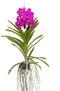 Plant in a Box - Vanda orchidee 'Tayanee Cerise' - Creme-wit - Hoogte 65cm