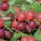 Ribes uva-crispa Hinnonmäki Röd - rode kruisbes -bessenstruik - kleinfruit - fruitstruik - plant - eigen fruit kweken