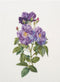 Thea Gouverneur - Borduurpakket met telpatroon - 413 - Voorgesorteerde DMC Garens - Blauwe Rozen Rapsodie - Linnen - 44 cm x 32 cm - DIY Kit