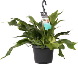 Platycerium bifurcatum 'Netherlands' ↨ 40cm - hoge kwaliteit planten