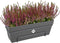 Elho Loft Urban Balkonbak Allin1 50 - Plantenbak met waterreservoir - Antraciet - Ø 49.0 x H 20.5 cm