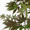 Plant in a Box - Japanse esdoorn - Acer palmatum 'Atropurpureum' - Hoogte 25-40cm - Potmaat 10,5cm - boom - rood