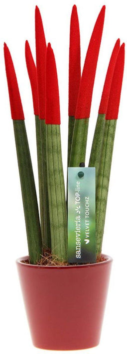 Plant in a Box - Sansevieria Cylindrica - Velvet Touchz - Vrouwentong - Inclusief Rode Decoratieve Pot - Hoogte 20-40cm - Pot 9cm