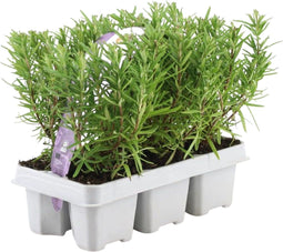 Plants by Frank - 6 Rozemarijnplant - Vaste planten - Tuinplanten - 6 x Ø7 cm - 25 cm - Rosmarinus offincalis winterhard - Geurhaag - Vers geleverd door de kweker