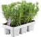 Plants by Frank - 6 Rozemarijnplant - Vaste planten - Tuinplanten - 6 x Ø7 cm - 25 cm - Rosmarinus offincalis winterhard - Geurhaag - Vers geleverd door de kweker