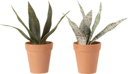J-Line Sanseveria+Pot Kunststof Grn/Terracotta Small Assortiment Van 2