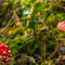 Customize it - Tuinschilderij paddenstoelen 130x70cm