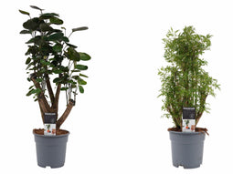 Decorum Polyscias Combi Fabian vertakt - Hawaiiana Ming vertakt