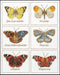 Thea Gouverneur - Borduurpakket met telpatroon - 2037A - Voorgesorteerde DMC Garens - Vlinders - Aida - 37 cm x 46 cm - DIY Kit
