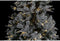Kerstboom Home ESPRIT Wit Polyethyleen Besneeuwd 120 x 120 x 210 cm