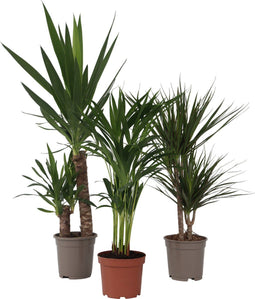 Plant in a Box - XL Indoor Palm Mix - Mix van 3 - Groene kamerplanten - Palmen - Areca, Dracaena, Yucca - Pot 17cm - Hoogte 70-90cm