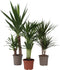 Plant in a Box - XL Indoor Palm Mix - Mix van 3 - Groene kamerplanten - Palmen - Areca, Dracaena, Yucca - Pot 17cm - Hoogte 70-90cm