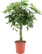 Schefflera Arboricola Nora - Bakker Mondo - Groene Plant- Hoogte 80 cm