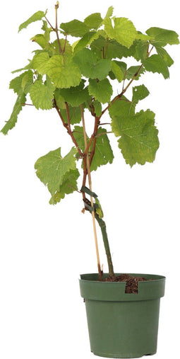 Plant in a Box - Vitis vinifera ‘Vanessa XL' - Druivenplant - ⌀21cm - Hoogte 60-75cm