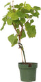 Plant in a Box - Vitis vinifera ‘Vanessa XL' - Druivenplant - ⌀21cm - Hoogte 60-75cm