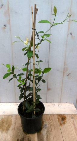 Sterjasmijn geurende kuipplant 40 cm