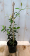Sterjasmijn geurende kuipplant 40 cm