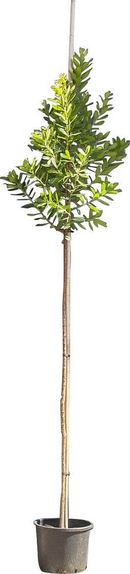 Aardbeienboom | Arbutus Unedo 8-10 cm | Bomenbezorgd.nl