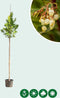 Aardbeienboom | Arbutus Unedo 8-10 cm | Bomenbezorgd.nl