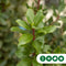 Aardbeienboom | Arbutus Unedo 8-10 cm | Bomenbezorgd.nl