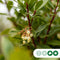 Aardbeienboom | Arbutus Unedo 8-10 cm | Bomenbezorgd.nl