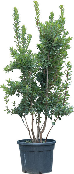 Aardbeienboom meerstammig | Arbutus unedo | Bomenbezorgd.nl