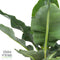 Bananenplant in Elho® Greenville pot – ↨ 80 cm – ⌀ 24 cm