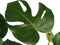 Decorum Monstera Deliciosa - Elho brussels white – ↨ 70cm – ⌀ 21cm