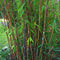 Plant in a Box - Niet-woekerende bamboe - Fargesia nitida 'Gansu' - Hoogte 50-70cm - Pot 17cm - Bamboo - Green