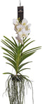 Plant in a Box - Vanda orchidee - Wit - L - Hoogte 60cm