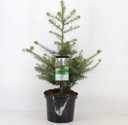 Abies koreana; Totale hoogte ±70cm incl. Ø23cm pot | Koreaanse Zilverspar - zeer langzaam groeiend.