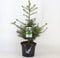 Abies koreana; Totale hoogte ±70cm incl. Ø23cm pot | Koreaanse Zilverspar - zeer langzaam groeiend.