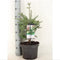 Abies koreana; Totale hoogte ±70cm incl. Ø23cm pot | Koreaanse Zilverspar - zeer langzaam groeiend.