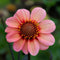 Plant in a Box - Dahlia - Dahliaknollen - Mix van 6 Dahlia Happy Single knollen - Kleurrijke Mix Dahlia Bloemen - Bloembollen