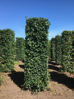 Acer campestre 250 cm