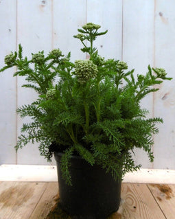 Achillea duizendblad roze