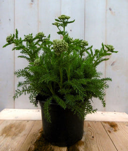 Achillea duizendblad wit