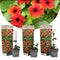Plant in a Box - Thunbergia alata 'Arizona Rood' - Set van 3 - Rode Bloeiende klimplanten - Pot 9cm - Hoogte 25-40cm
