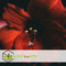 Plant in a Box - Amaryllis - Set van 2 - Hippeastrum - Bloembollen - Donkerrode bloemen