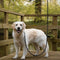 AdroitGoods Hondenriem – 200 cm - Hondenlijn - Looplijn - Reflecterend - Zwart - Lange lijn hond