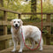 AdroitGoods Hondenriem – 200 cm - Hondenlijn - Looplijn - Reflecterend - Rood - Lange lijn hond
