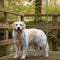 AdroitGoods Hondenriem – 200 cm - Hondenlijn - Looplijn - Reflecterend - Blauw - Lange lijn hond