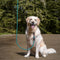 AdroitGoods Hondenriem – 200 cm - Hondenlijn - Looplijn - Reflecterend - Blauw - Lange lijn hond