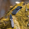 AdroitGoods Survival Zakmes Outdoor - G10 Handvat & D2 Staal - Lichtgrijs
